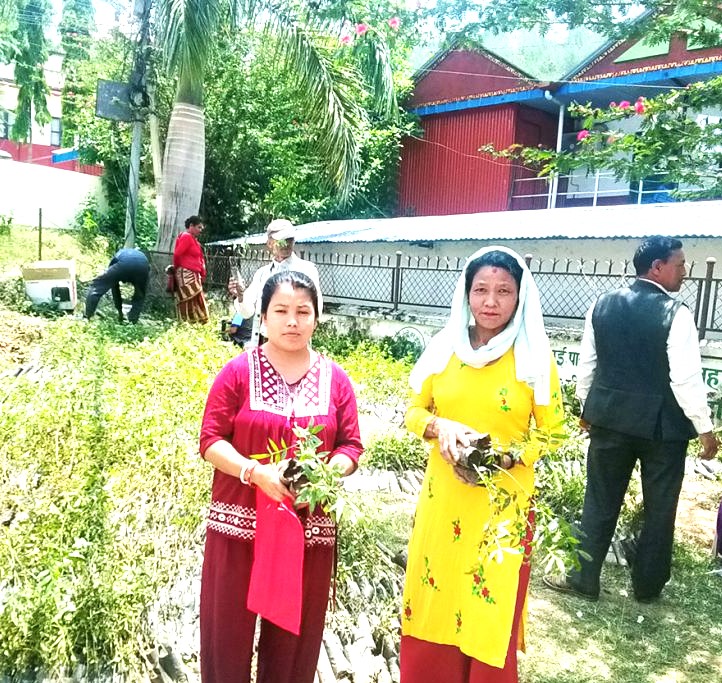 अर्घाखाँचीमा टिमुर खेती अभियान, ६० हजार बिरुवा नि:शुल्क वितरण सुरु