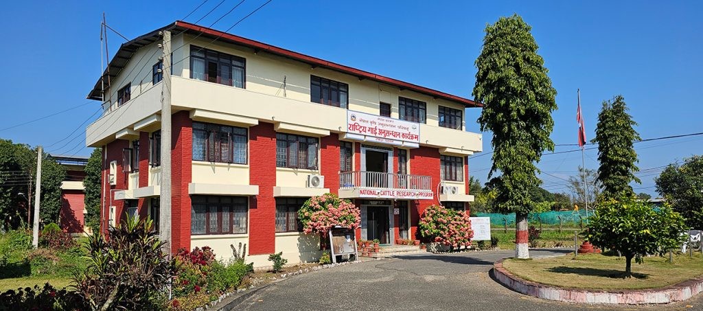राष्ट्रिय गाई अनुसन्धान कार्यक्रमको अनुसन्धान बजेट आधाले कटौती